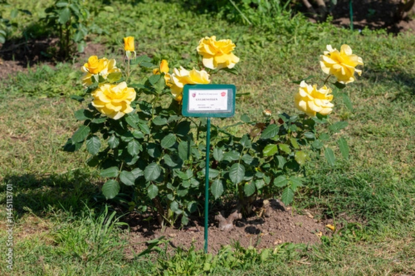 Obraz Rose Gyldensteen, Denmark, flowering plant of the Rosaceae family, modern hybrid roses from the Roseto di Roma, Italy