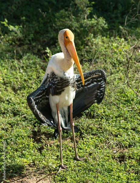 Obraz A bird with a long beak stands in a grassy field