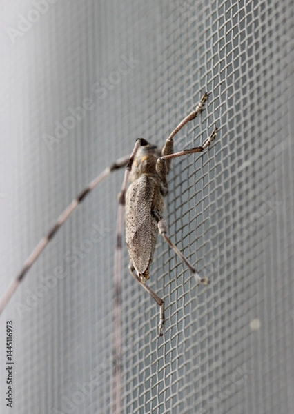 Obraz A bug is on a window screen