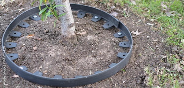 Fototapeta Panorama view black plastic landscape edging roll and galvanized spike form tight circles around tree ring to protect trunk, retaining bedding materials guard fruit tree care against damages