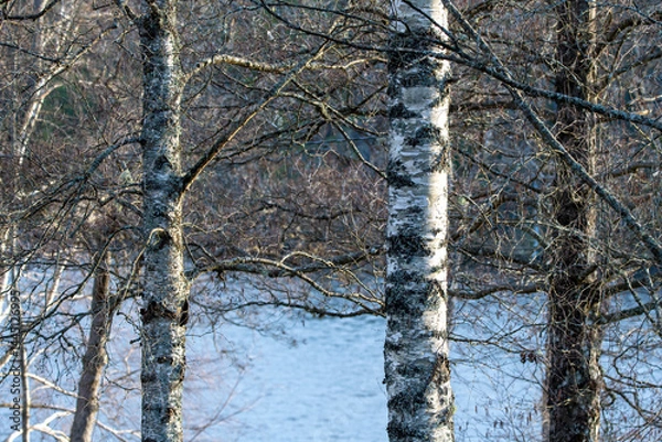 Fototapeta Lakefront trees in spring