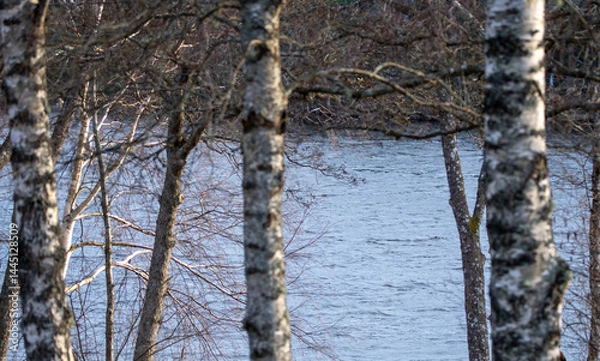 Fototapeta Lakefront trees in spring