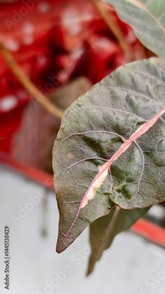Obraz Green Leaf with Red Background Close-Up Shot