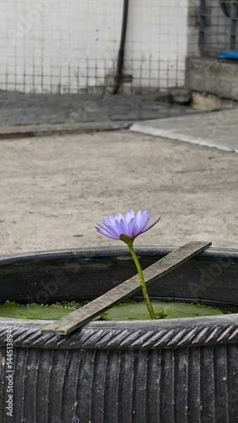 Obraz Serenity in Bloom: A Water Lily in Tranquil Setting