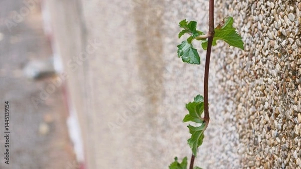 Obraz Green Vine Climbing Wall with Textured Surface