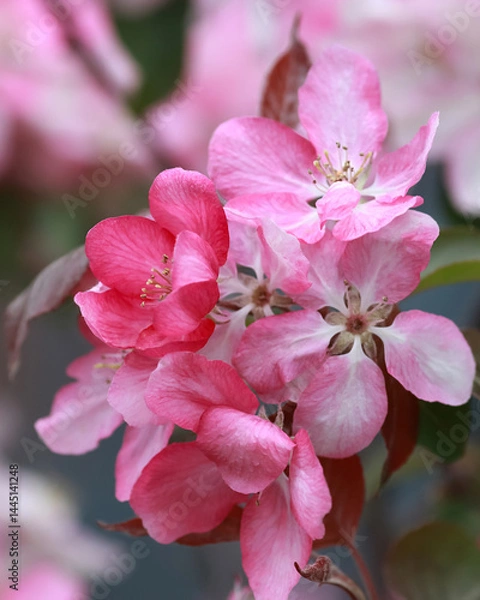 Fototapeta Blooming Malus floribunda with delicate pink flowers in spring garden. Soft floral background. First spring blossoms on a green bush.
