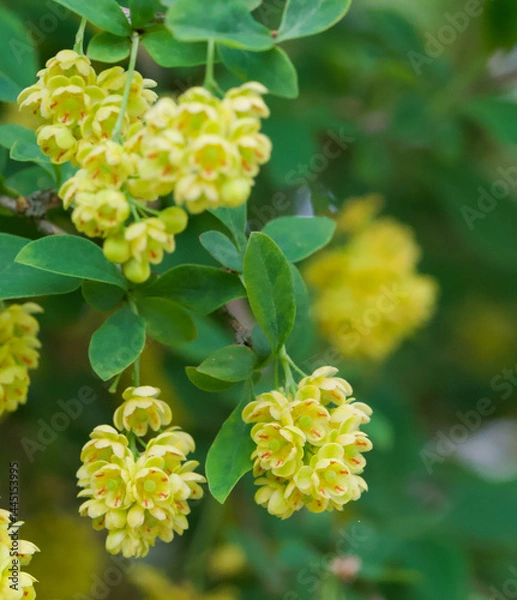 Fototapeta Beautiful close-up of berberis thunbergii