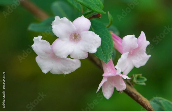 Fototapeta Beautiful close-up of lonicera rupicola var. syringatha