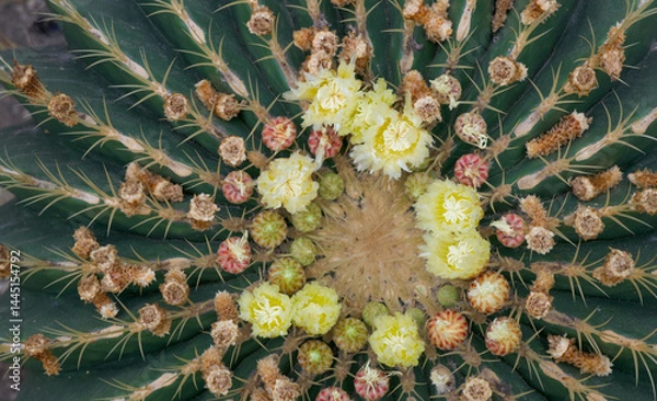 Fototapeta Beautiful close-up of ferocactus histrix