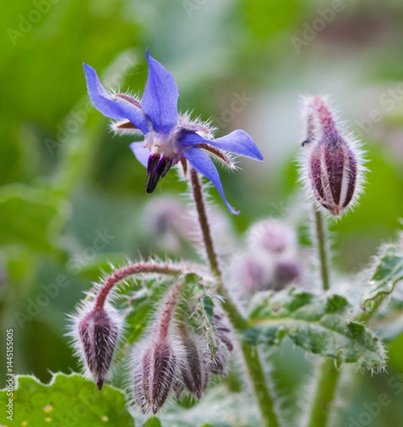 Fototapeta Beautiful close-up of borago officinalis