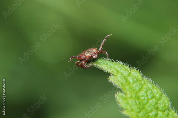 Obraz Zecke/Holzbock