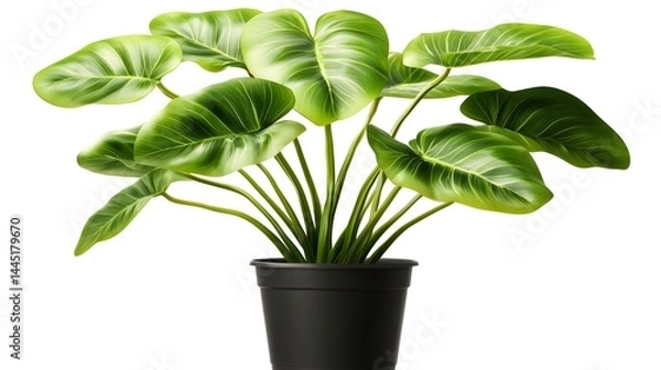 Fototapeta Lush Green Houseplant with Large Leaves in a Simple Black Pot on a White Background