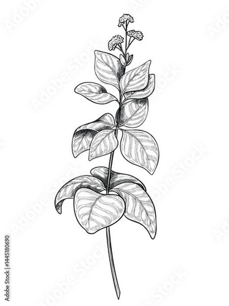 Fototapeta Hand drawn vector illustration of Oregano sprig. Linear drawing of Marjoram branch for cooking book or recipe design. Outline sketch of Basil for menu. Engraving of kitchen herb painted by black inks.