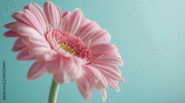 Fototapeta Soft focus on a single pink gerbera flower in full bloom against a pale blue background.