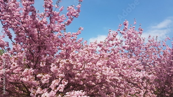 Obraz Cherry Blossom in Germany in Spring