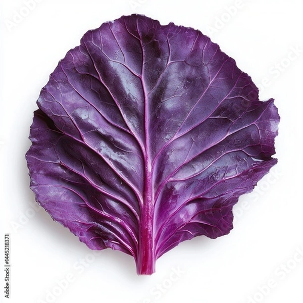 Obraz Closeup of a Single Vibrant Red Cabbage Leaf on White Background