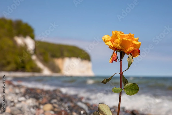Fototapeta Single Yellow Rose on Baltic Sea Shore with Chalk Cliffs in Background – Symbol of Farewell and Remembrance
