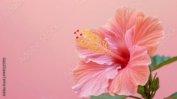 Fototapeta Soft focus of a beautiful hibiscus flower in full bloom against a pale pink background.
