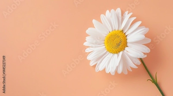 Fototapeta A beautiful chamomile flower in full bloom against a solid background. The flower is white with a yellow center and has a long green stem.