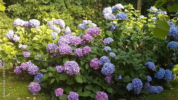 Fototapeta Colourful flowers in spring in a garden