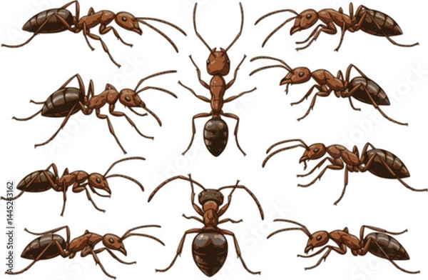 Obraz Insect Insects ant ants emmet pismire banner Vector, vector set silhouette
