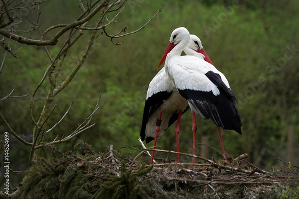 Obraz storks in love 