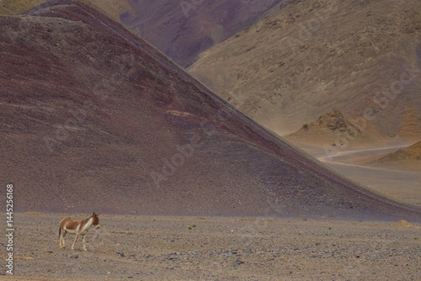 Fototapeta A lone kiang also known as Tibetan wild Ass grazing on the grasslands of Ladakh, India