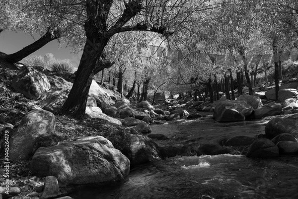Fototapeta A high contrast landscape of a stream flowing through dense trees and rocks.