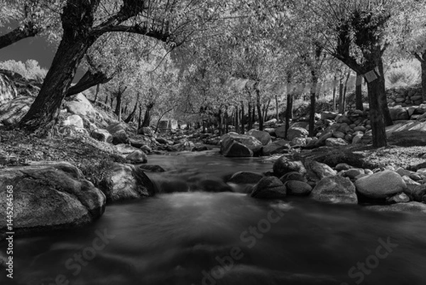 Fototapeta A high contrast landscape of a stream flowing through dense trees and rocks.