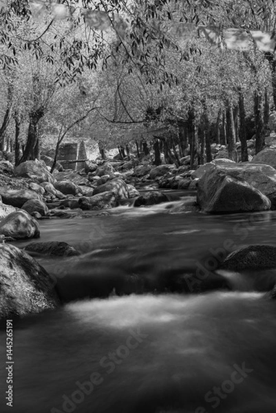 Fototapeta A high contrast landscape of a stream flowing through dense trees and rocks.
