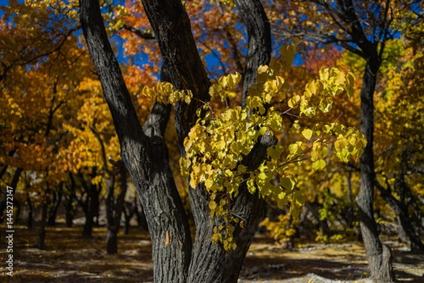 Fototapeta A pristine view of trees with yellow golden leaves during autumn season and sunrays falling on them.