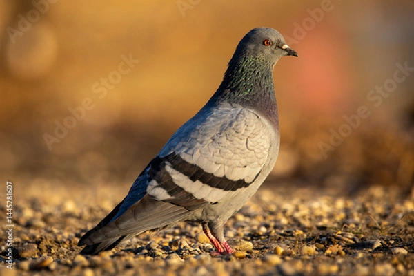 Obraz Pigeon