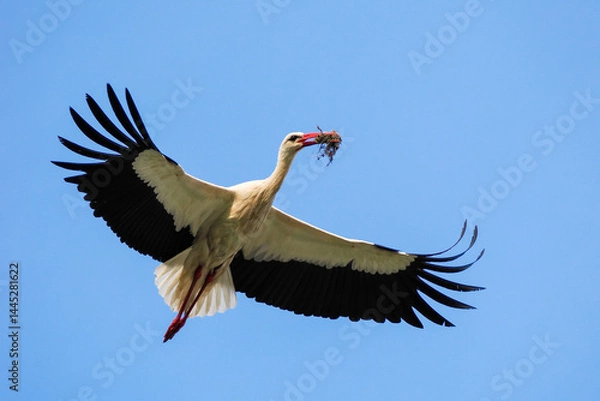 Obraz White stork