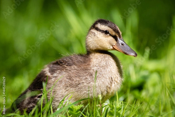 Obraz Duckling