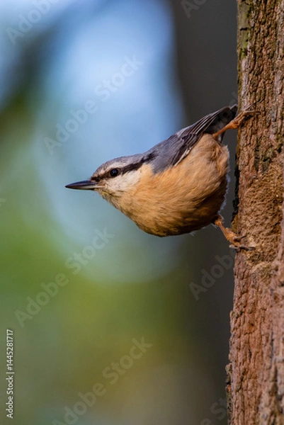 Obraz Nuthatch bird