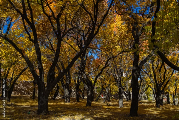 Fototapeta A pristine view of trees with yellow golden leaves during autumn season and sunrays falling on them.