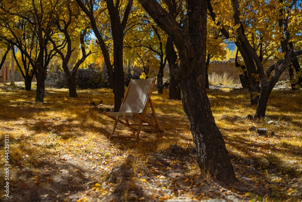 Fototapeta A pristine view of trees with yellow golden leaves during autumn season and sunrays falling on them.