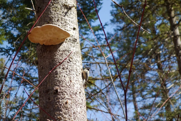 Fototapeta Une mésange à tête noire et un champignon sur un arbre dans la forêt.