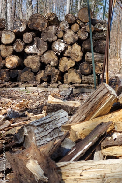 Fototapeta Tas de troncs d'arbres dans la forêt, gros plan