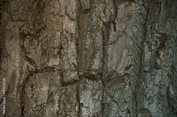 Obraz Piękna kora drzewa