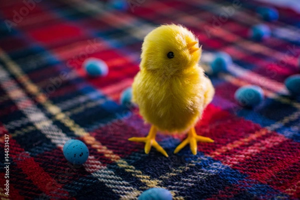 Fototapeta Easter Chick on Tartan