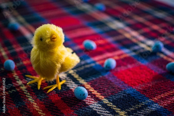 Fototapeta Easter Chick on Tartan