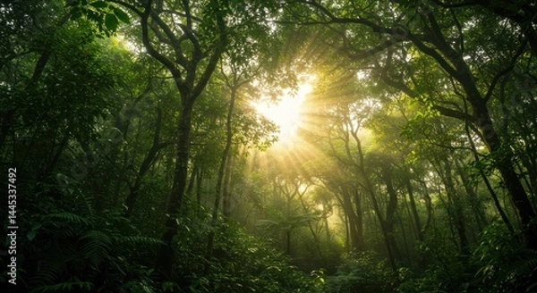 Obraz Sunlight Through Forest Canopy - Photo