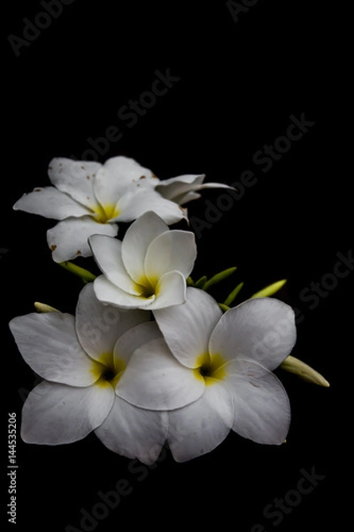 Fototapeta White flowers, black background