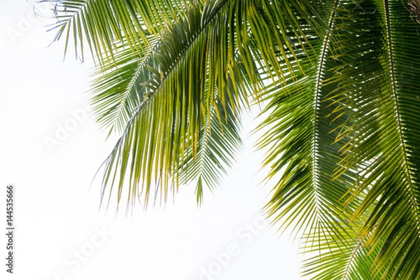 Obraz coconut leaves on white background