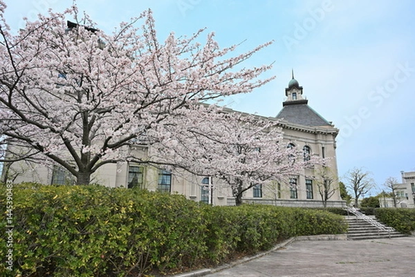 Fototapeta みなとぴあと桜（新潟県）