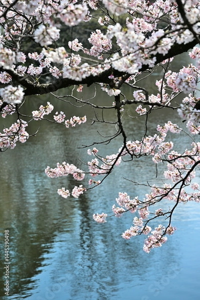 Fototapeta みなとぴあの桜（新潟県）