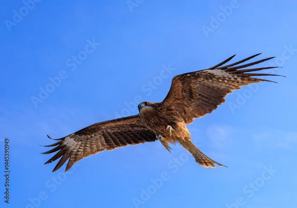 Obraz 空を飛ぶトビ