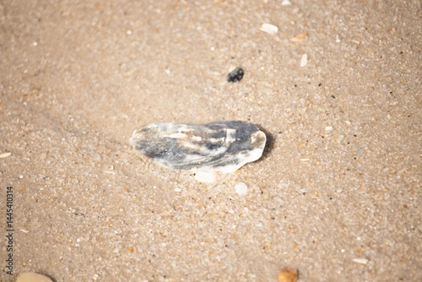 Fototapeta Blue and white shell fragment nestled in coarse, golden sand. Close-up beach detail, evoking coastal textures and seaside finds.