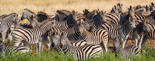 Fototapeta Zebras at Boteti River in the Makgadikgadi Pan national park in Botswana
 